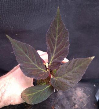 24-09-26 WYSIWYG Begonia aff. kalimantana - adult plant, dark specimen