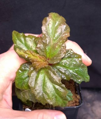 24-09-26 WYSIWYG Begonia sp. Yamor - unique species from Papua, new release